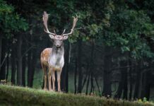 Jakie są gatunki?