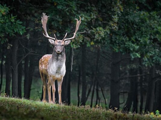 Jakie są gatunki?